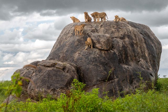 Tanzania Wildlife Serengeti leeuwen op kopje AZ (3).jpg - Jambo Safari Club